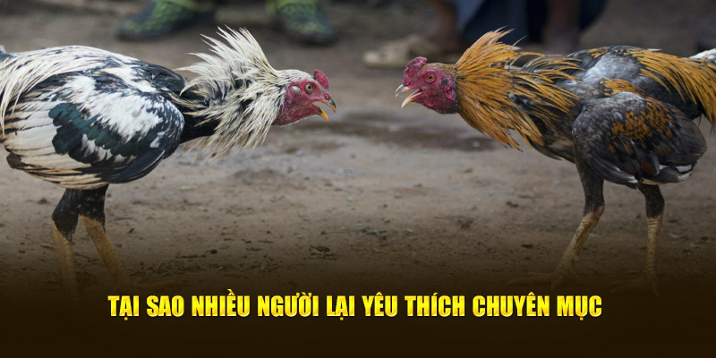 Tại sao nhiều người lại yêu thích chuyên mục